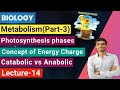 Biology lecture14 metabolismpart3photosynthesis phases catabolic vs anabolic energy charges