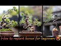 初心者でもできる！ミニ盆栽の植え替えの方法【盆栽Q】