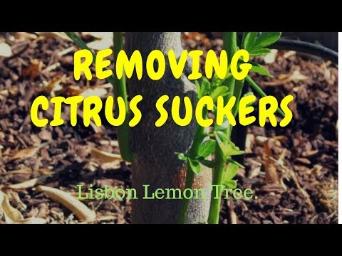 Video: Removing Lemon Tree Suckers - Dealing With Suckers on Lemon Trees