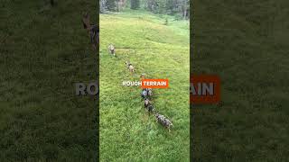 Pack goats are trusted hiking companions that can carry supplies across challenging terrain.