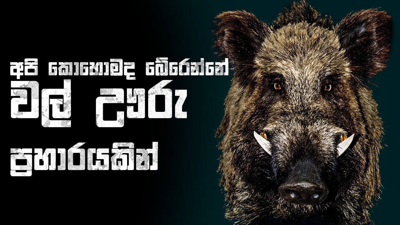 අපි කොහොමද බේරෙන්නේ වල් ඌරු ප්‍රහාරයකින් | How to survive Wild Boar ...