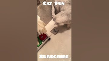 lazy cat 🐈 #lazy #shorts #funnycats