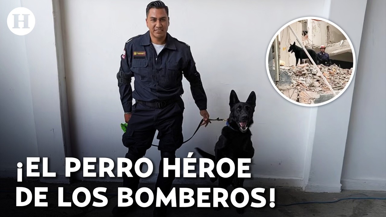 ¡El increíble súper olfato de TOGO! Así es el perro rescatista del derrumbe en San Antonio Abad