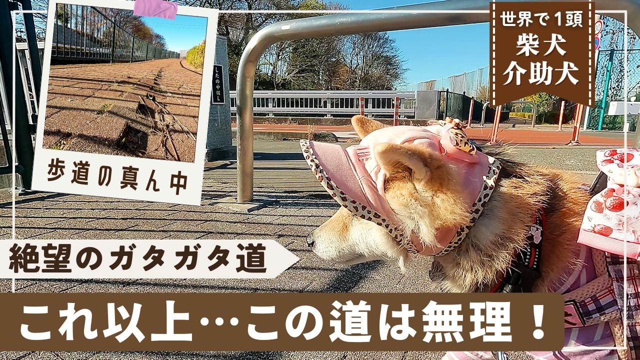 The only one in the world] A Shiba Inu service dog and a