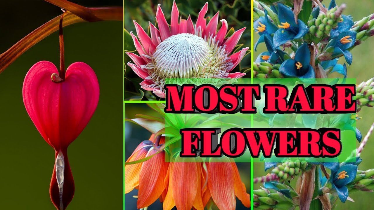10 Most rare flowers