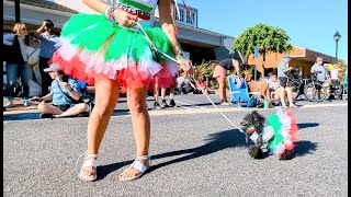 Amazing Poodle parade!  #dog #dogparade #poodle #dogsofyoutube #costume #dogscorner #fun