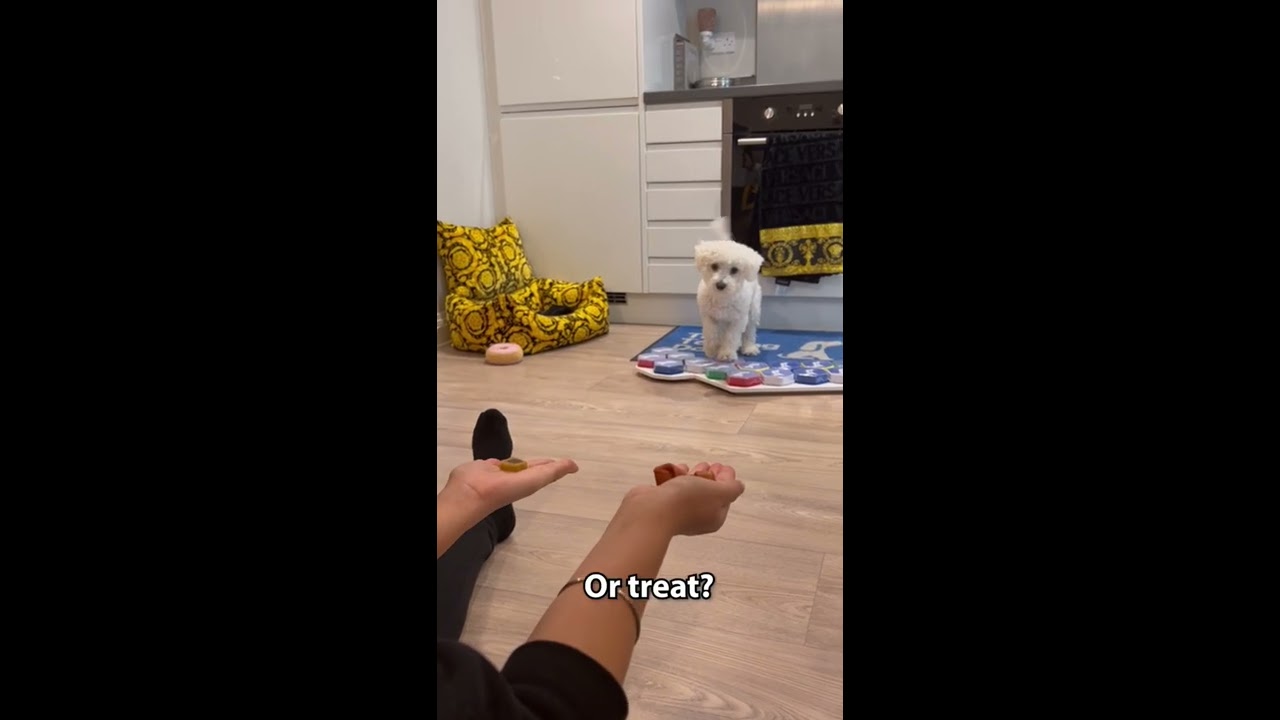 Kenny The Talking Dog Uses His Buttons To Choose Treat Or Bone