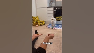 Kenny the Talking Dog uses his buttons to choose treat or bone