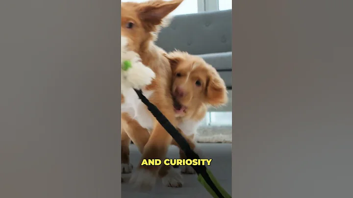 Nose for Safety: The Elite Dogs Keeping Us Safe