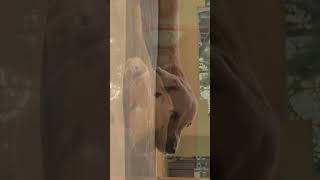 sleepy 💤😴     #labradorretriever #labrador #labradorlovers #dog #love #pets #humkopyarhua #hindisong