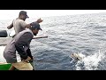 Catching tuna  striped bonito fish in the sea