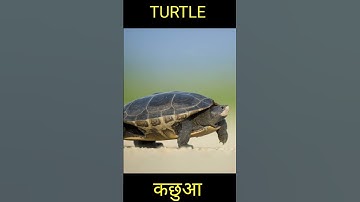 आखिर कितनी तेज भाग सकता है कछुआ 🤔 #SHORTS #FACTS #GKINSECT