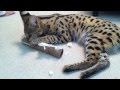 Buddy Serval Kills Paper Towel