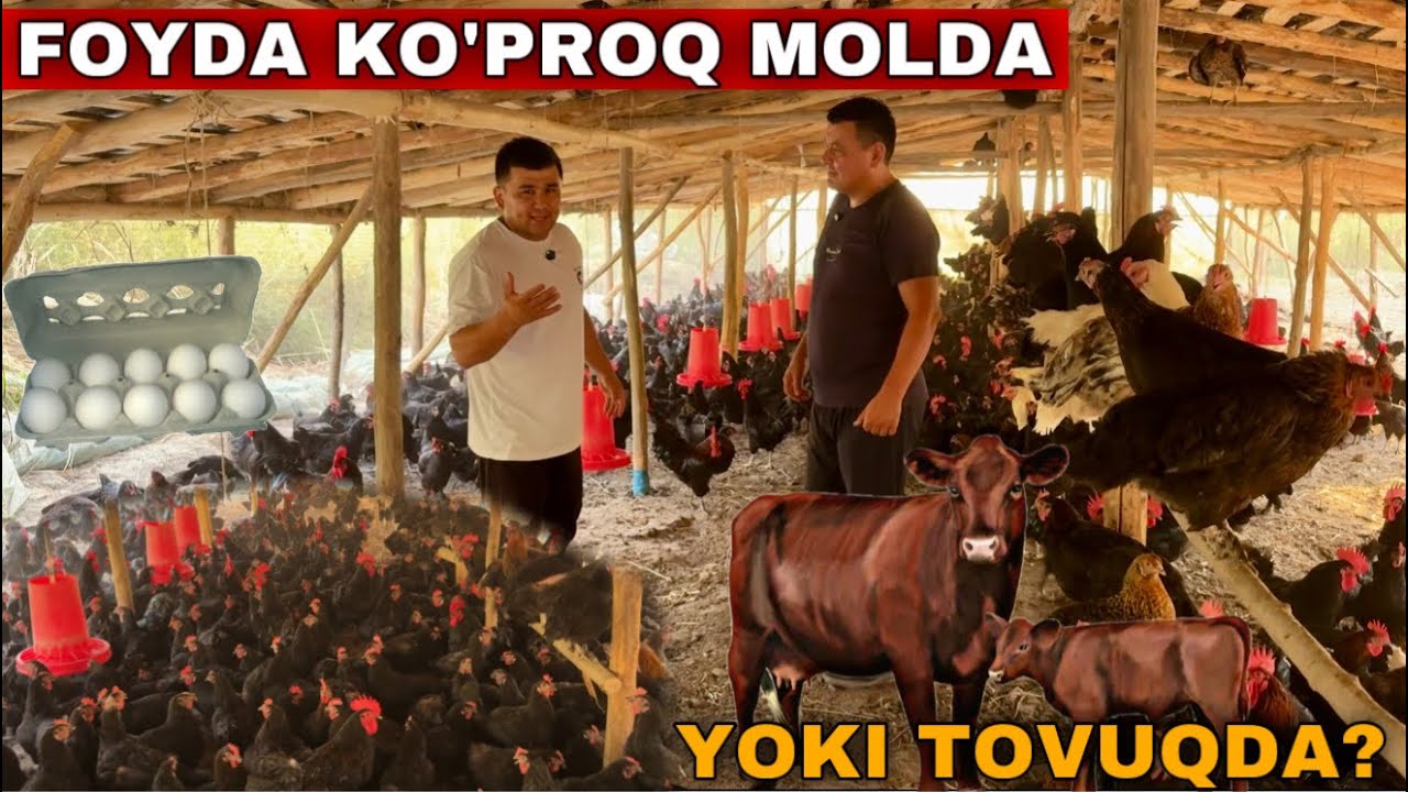 Молхонани Бузиб Ташлаб Урнига Товукхона Курдим! Андижон Кора Товуклари ва Жужалирини Бокиш Сирлари