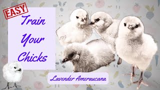 How To Train Your Chicks DAY 2 LAVENDER AMERAUCANA CHICKS