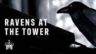 The ravens at the Tower of London
