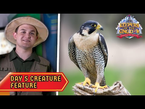 The Peregrine Falcon! | Keepers of the Kingdom VBS: Day 5 Creature Feature