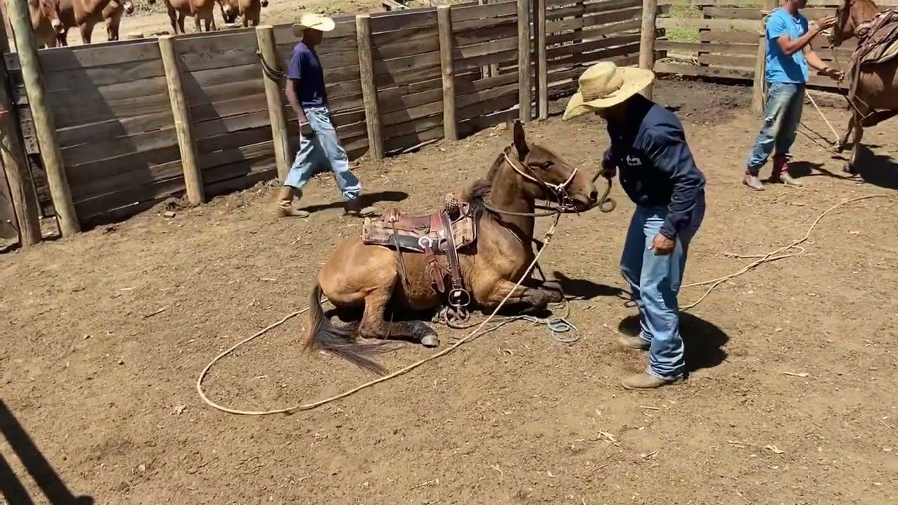 “Essa Mula é osso duro de Roer 😤”