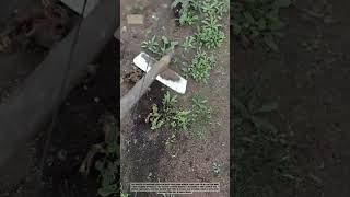 The Easiest Way to Remove Weeds! Efficient Manual Weeding Tool for Small Gardens
