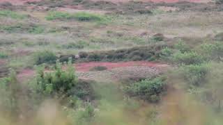 Nieuwe Weekend natuurvideo