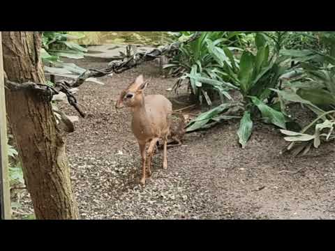 A female of Kirk's dik-dik with the newborn calf