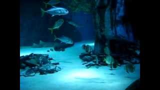 Shark Tank2.avi