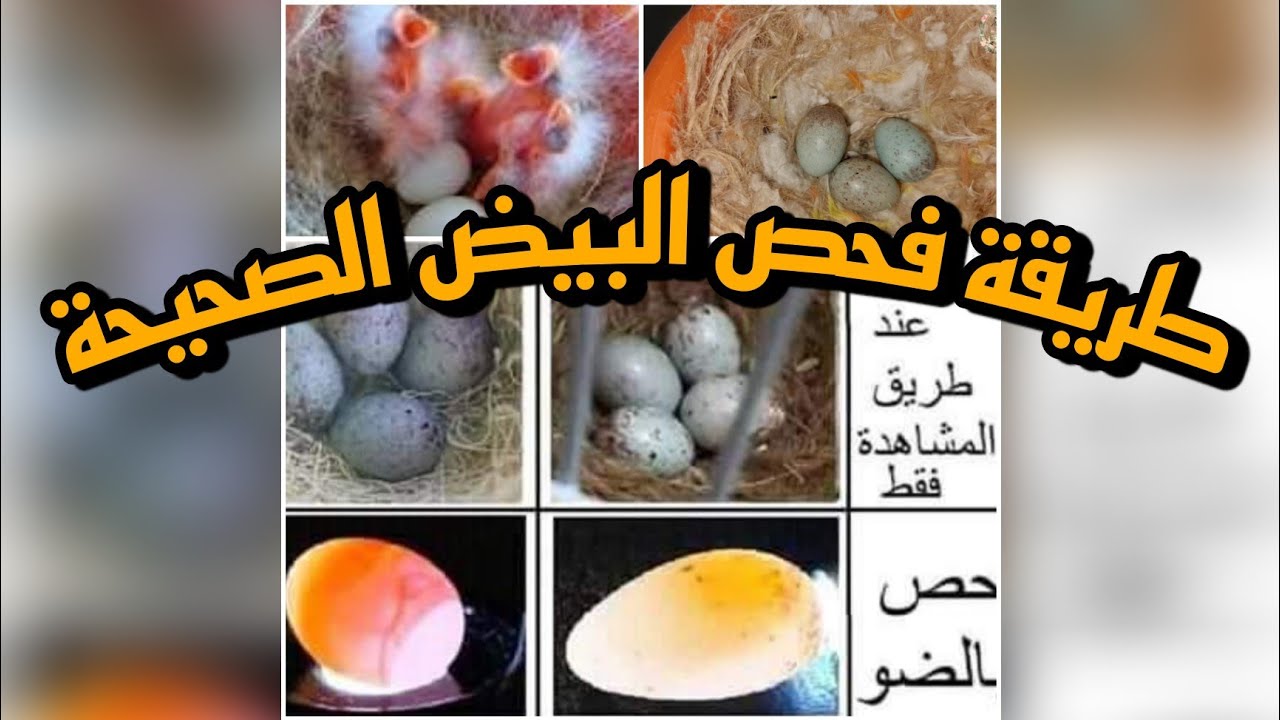 انتبه لا تكب البيض😡 قبل مشاهدة هذا الفيديو🥀فحص البيض +معلومات مهمة خاصة للمبتدأيين