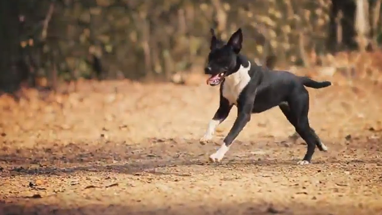 puppy paradise Domino Meets a Husky | The Daily Puppy