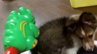 Sep 1, 2015 2ヶ月シェルティ ハリーくん、ワニと戦う