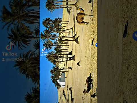 مدح غريب عمار بن براهيم عمار بن بشير عبد السلام