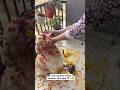 #goldenretriever #dogshorts #iamgroot #holi #pets #viral #love #holispecial