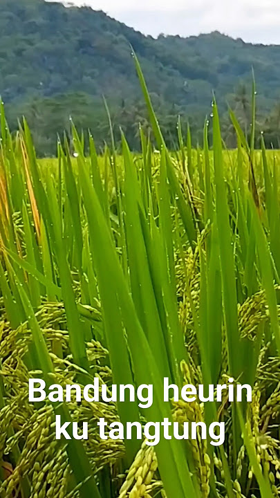 Bandung heurin ku tangtung #bandung #doelsumbang