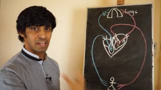 Cardiovascular System 2   Pulmonary and Systemic Circulation