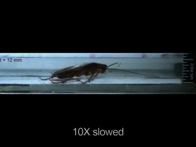 Cockroach-Like Robots May Help During Disasters