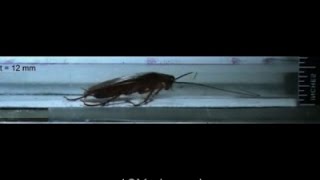 Cockroach-Like Robots May Help During Disasters