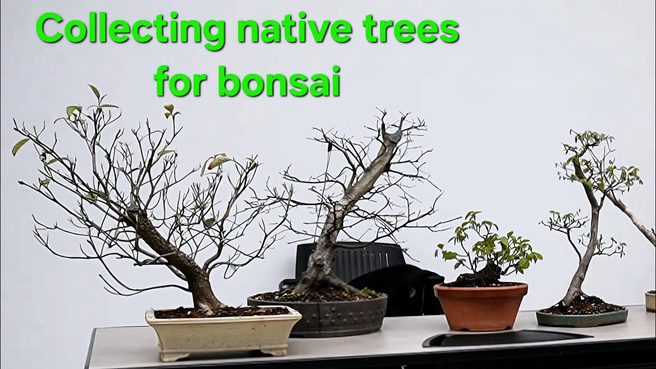 Collecting native trees April 2025