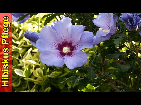 Hibiskus Pflege Hibiskus Pflanze Standort, Schneiden, Düngen, Gießen
