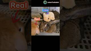 Can a Giant Bunny Tell a Fake Rabbit from the Real One? π°#flemishgiantrabbit #hollandlop Can a Giant Bunny Tell a Fake Rabbit from the Real One? π°#flemishgiantrabbit #hollandlop