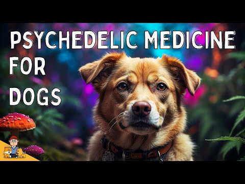 Emotional Distress in Dogs: the potential of psychedelic medicine explored