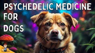 Emotional Distress in Dogs: the potential of psychedelic medicine explored