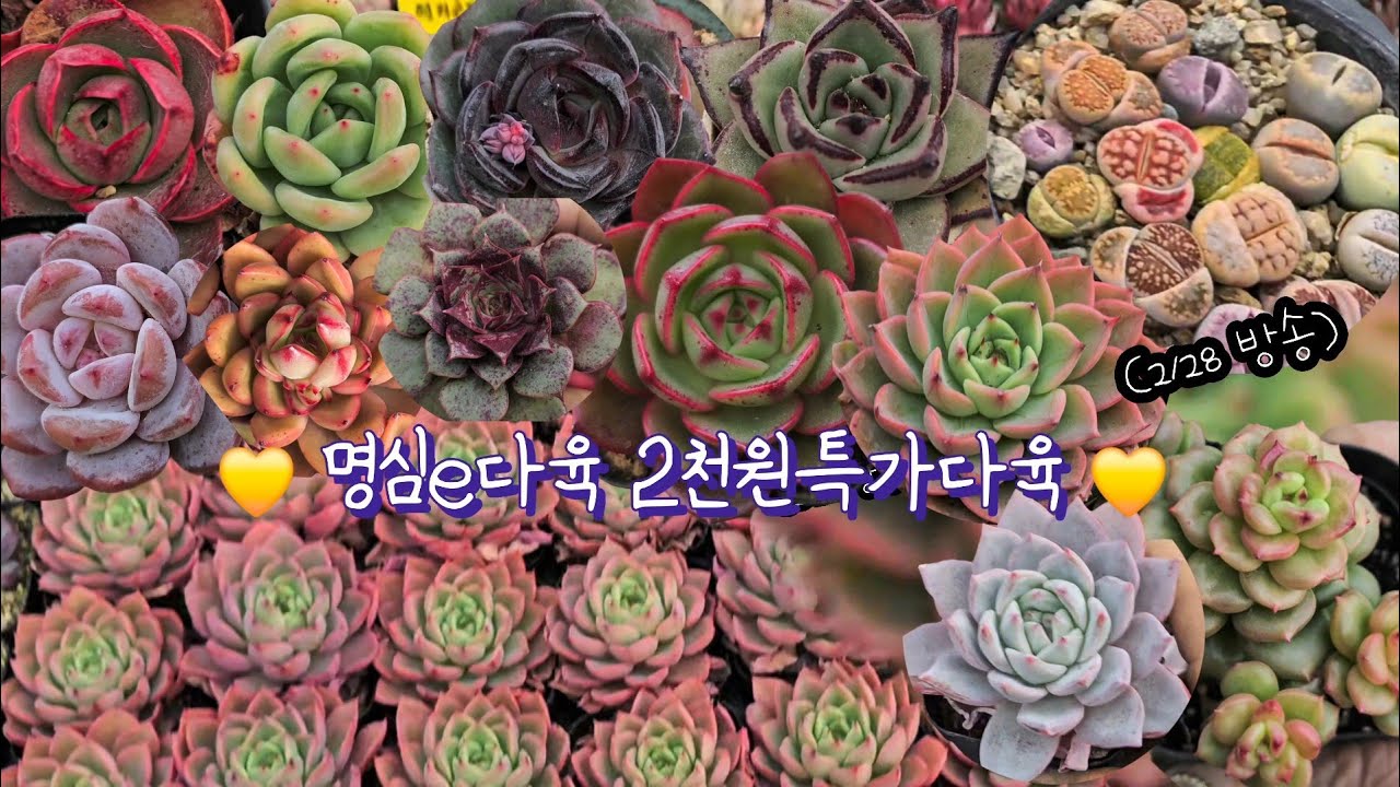 명심e 2천원특가다육♡(2.28.토)