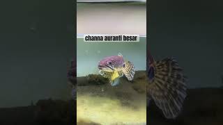Download Lagu channa auranti ku besar bgt gaes😱🗿 #kolamchanna #channa #beranda #ikan #auranti #limbata #shorts MP3