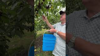 Cherry 🍒 picking