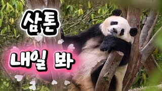 5/10 푸바오실시간 오전(2)부러우면 지는건데 🤪🤪부러운 샤오치지👍🏻 푸야  내일 봐❤️❤️