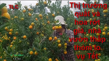 Thị trường quất và hoa rớt giá, nhà vườn thấp thỏm lo vụ Tết