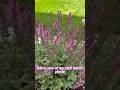 Salvia Plant Care Salvia Bush Lawn Garden Gardening Flower Flowers Pollinators Diy Home Salvia Plant Care Salvia Bush Lawn Garden Gardening Flower Flowers Pollinators Diy Home