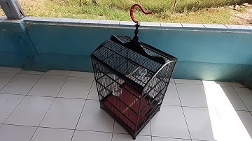 Review Sangkar Kotak Replika No 2.