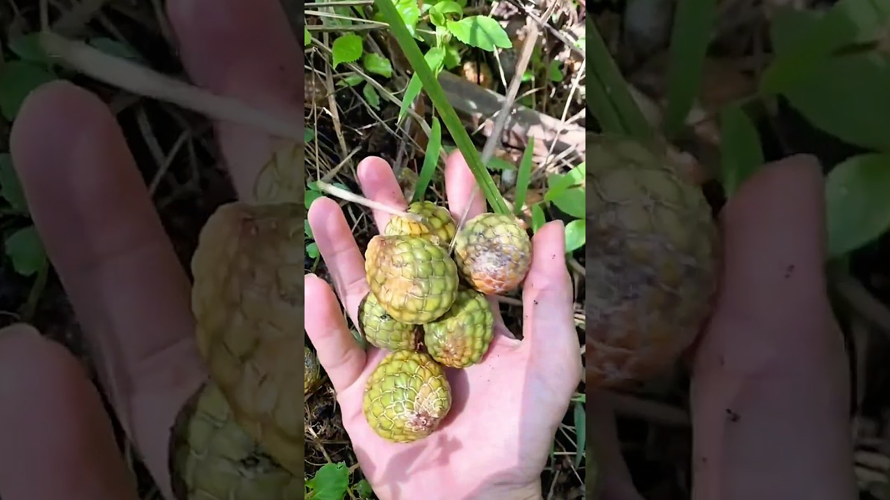 Dapat buah salak kecil Dari atas pohon sagu 
