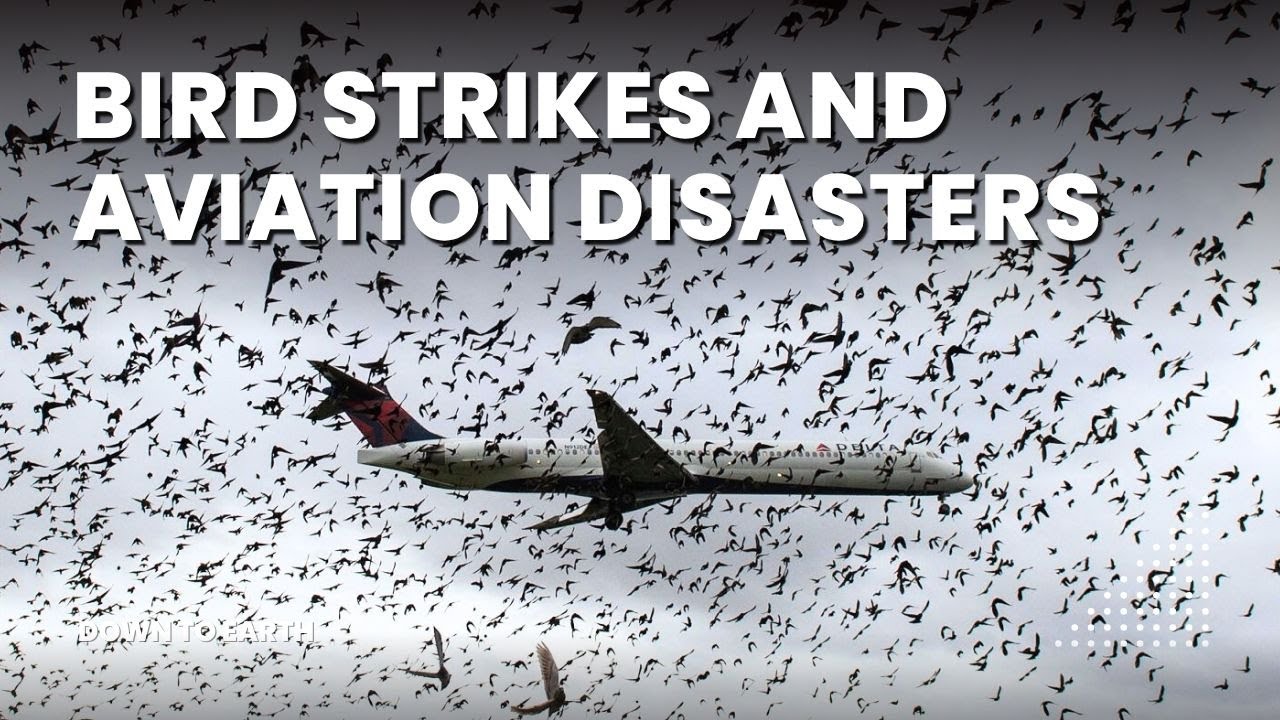 India’s Sky Threat: AI 171 Ahmedabad Crash Sparks Focus on Bird Strikes