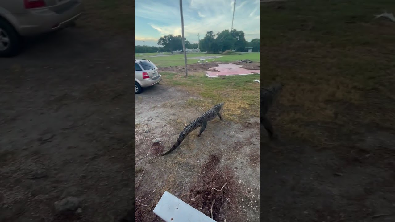 Alligator Tries Grabbing Fisherman S Catch